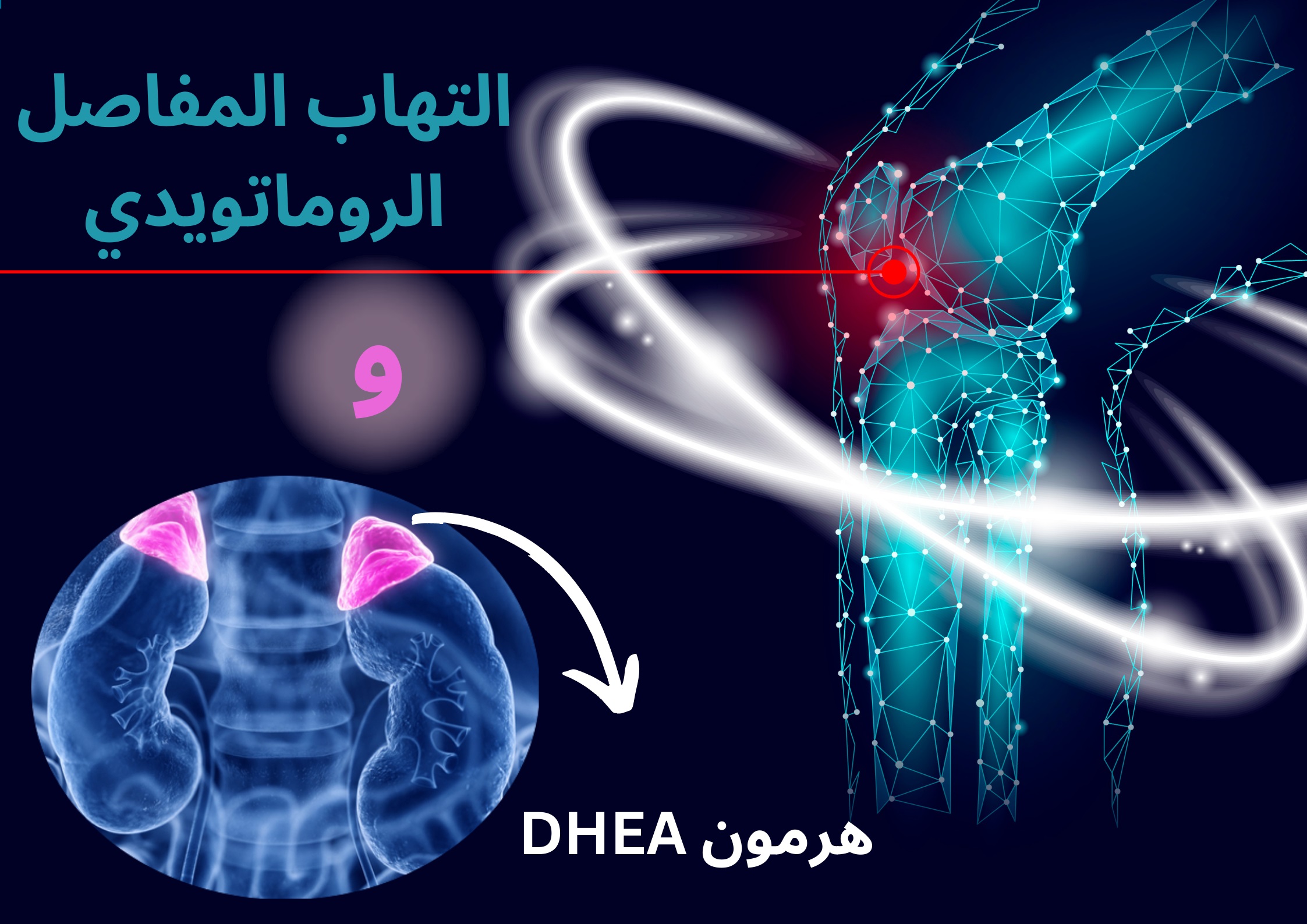 الروماتويد وهرمون DHEA الغدة الكظرية الكظري Adrenal	