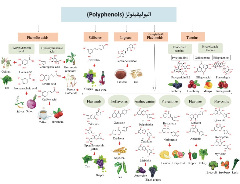 البوليفينولز (Polyphenols)	