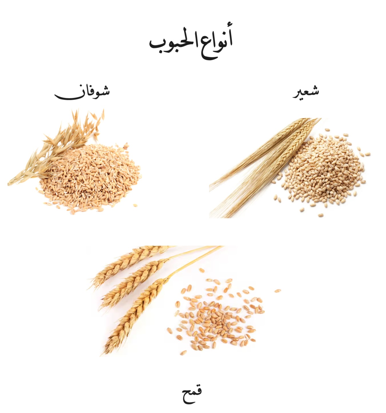 أنواع الحبوب